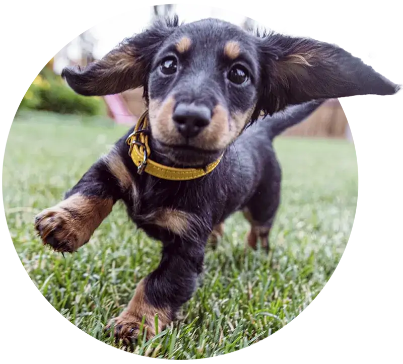 Acana Puppy can-aca-puppy-circle-big-ears